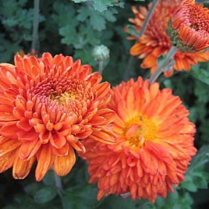 Хризантема Пектораль (Среднецветковая/Оранжевая)