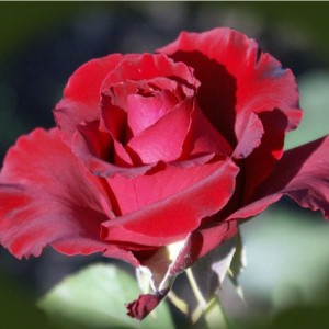 Роза Erotika(чайно-гибридная)