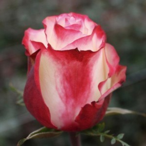 Роза Свитнес (Sweetness)(чайно-гибридная)