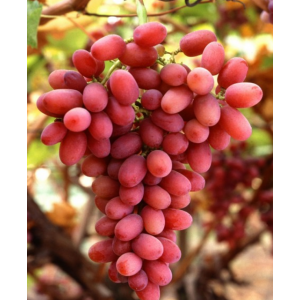 ? Купить саженцы винограда морозостойкого - зимостойкий виноград почтой в Краснодаре в интернет-магазине питомника