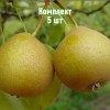 Комплект 5шт / Груша Башкирская Летняя: фото и описание
