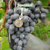 Комплект 5шт / Виноград Агат Донской: фото и описание