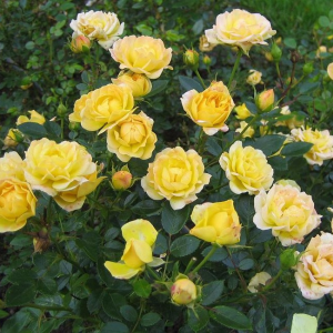 Роза Yellow Fairy ( Еллоу Фейри) (почвопокровные)