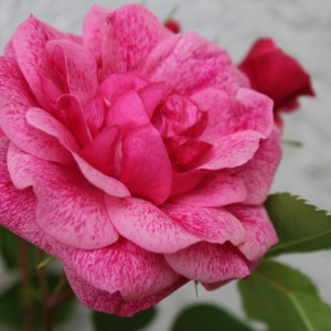 Роза Моден Руби (канадская)